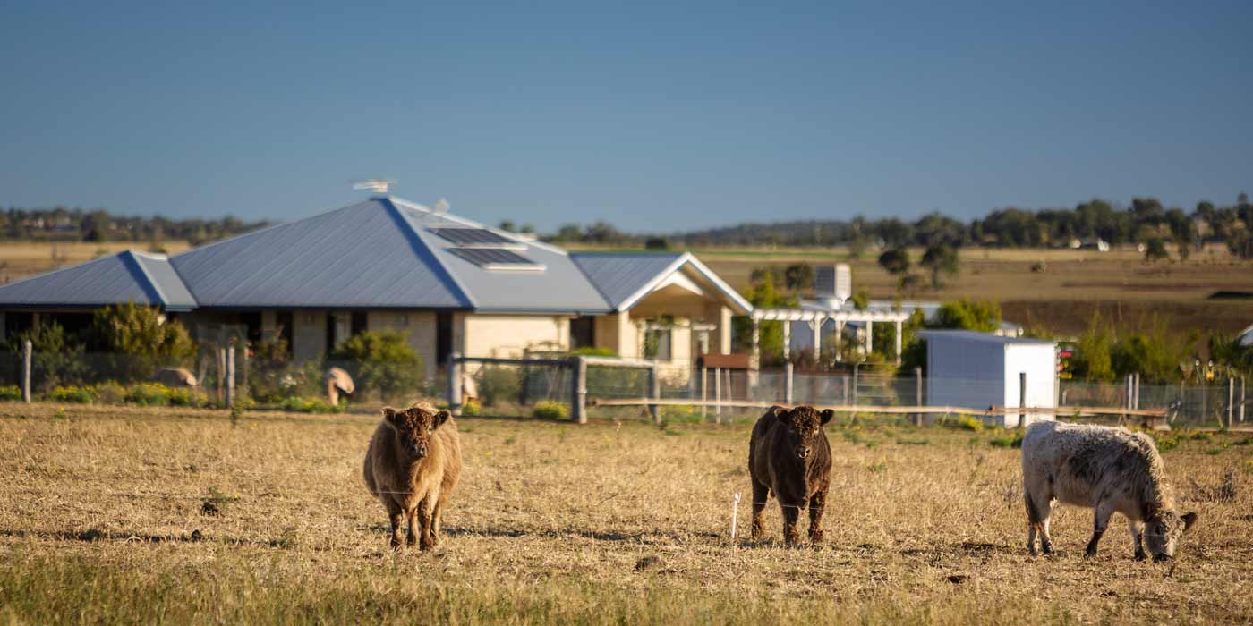 Homestead with cows