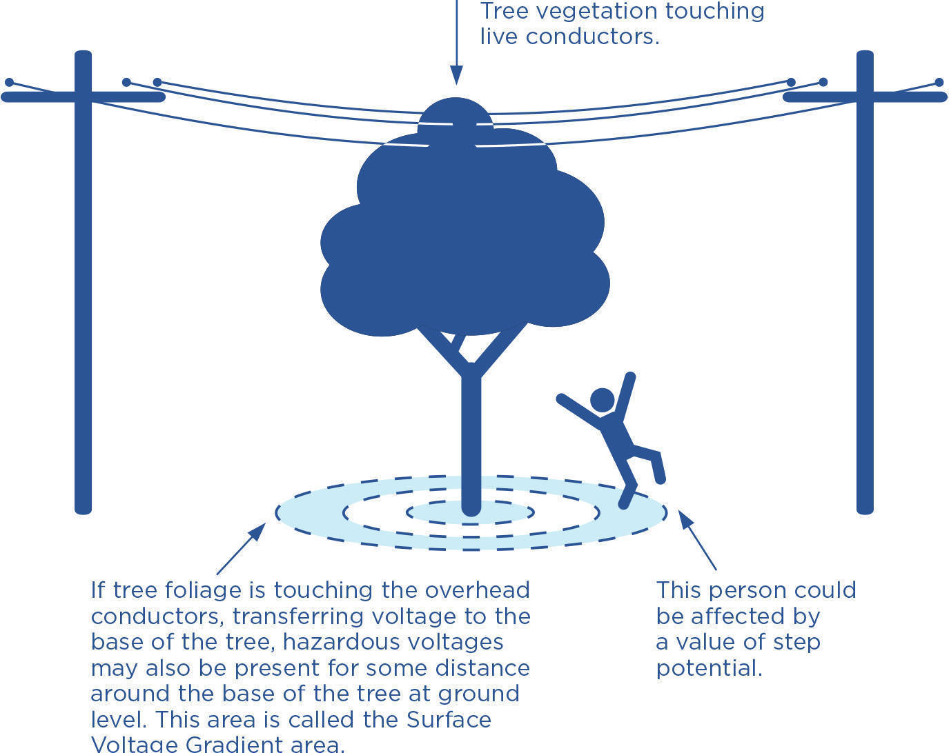 Trees And Powerlines - Ergon Energy