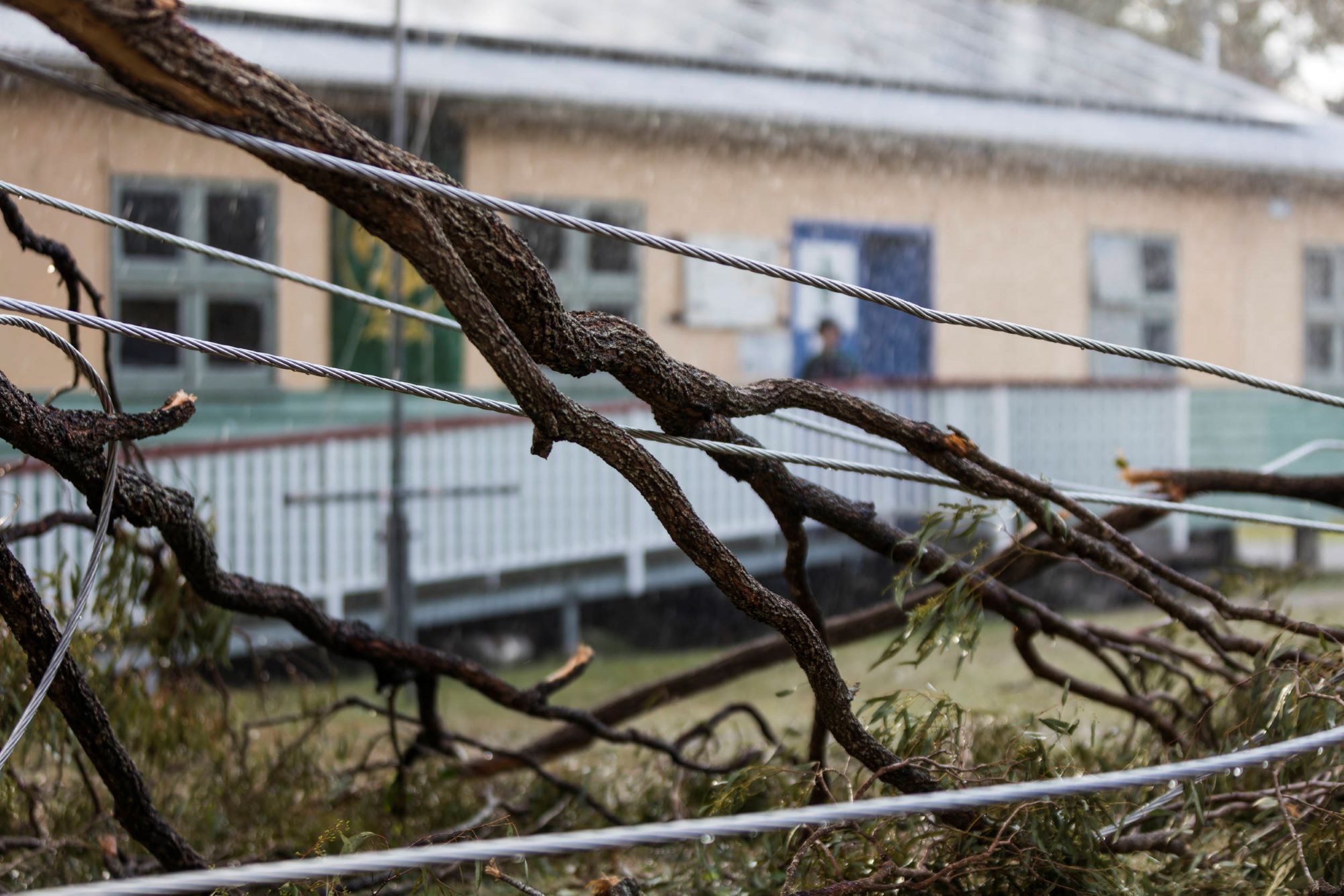 Branches on fallen powerlines outside of a house