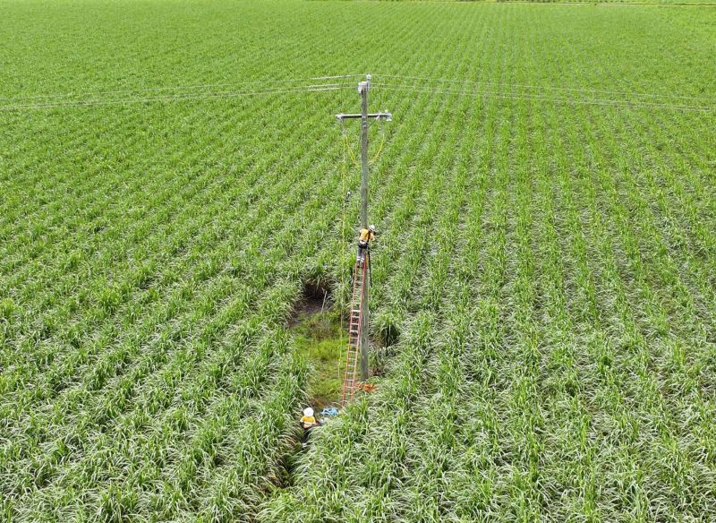 Crews carrying powerlines through long grass after TC Koji