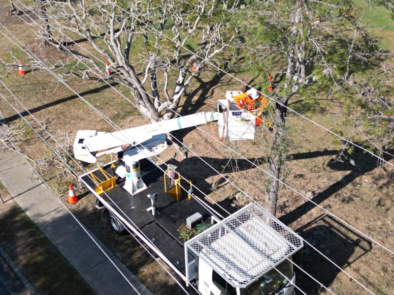 Tree trimming crew in Brisbane 