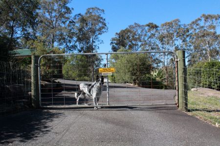 Dog behind a fence with Beware of dog sign